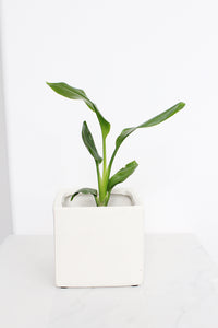 Haus Cube Pot