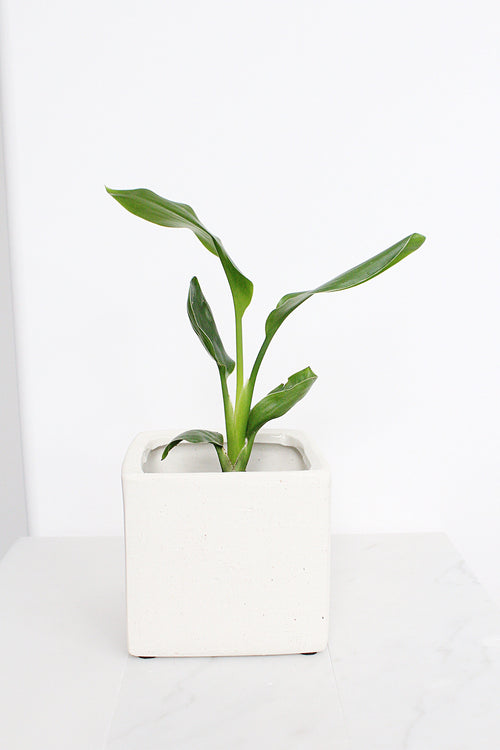 Haus Cube Pot