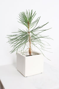 Haus Cube Pot