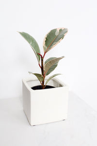 Haus Cube Pot
