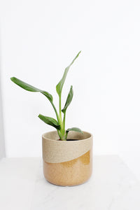 Marabella Pot Small