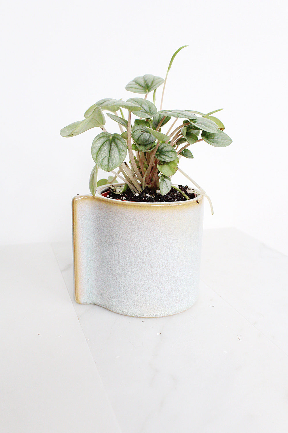 Krayt Pot Small