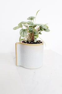 Krayt Pot Small