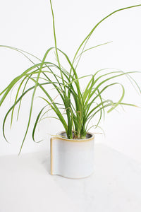 Krayt Pot Small