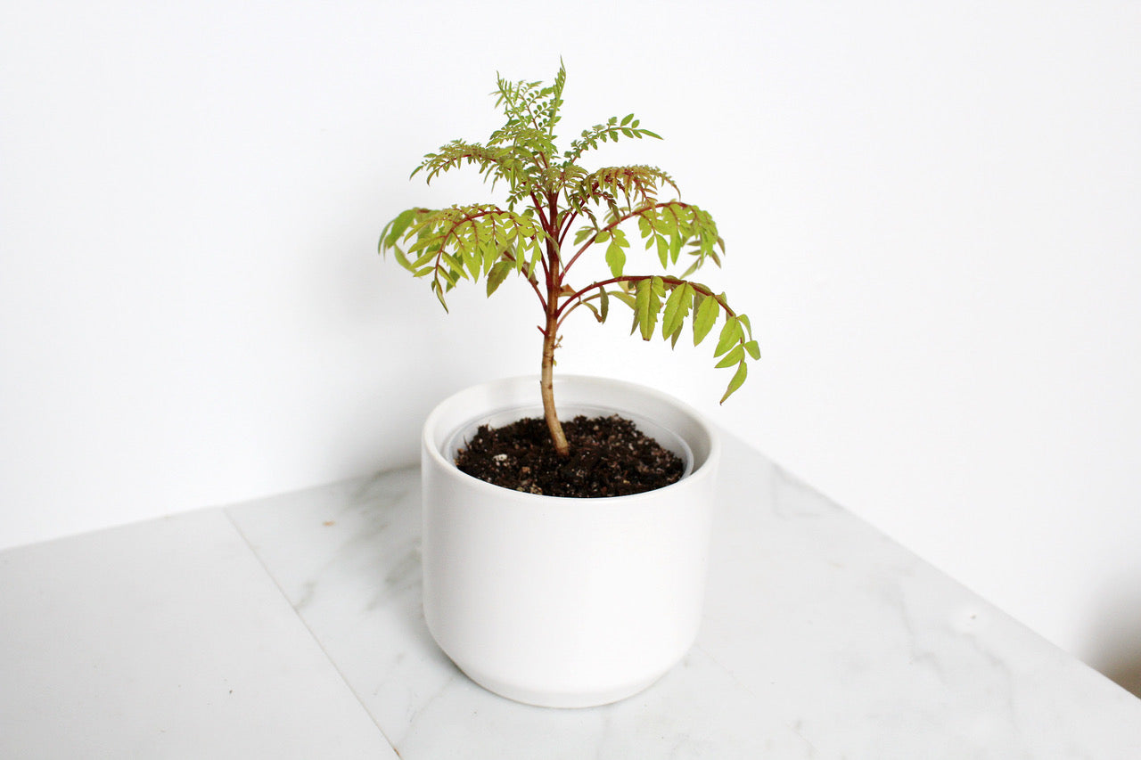 Blue Jacaranda Bonsai Tree Starter Kit – 3" Pot with White Ceramic Planter & Sand Topper