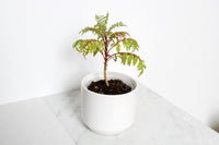 Blue Jacaranda Bonsai Tree Starter Kit – 3" Pot with White Ceramic Planter & Sand Topper