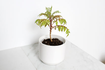 Blue Jacaranda Bonsai Tree Starter Kit – 3" Pot with White Ceramic Planter & Sand Topper