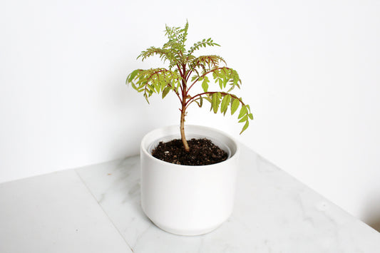 Blue Jacaranda Bonsai Tree Starter Kit – 3" Pot with White Ceramic Planter & Sand Topper