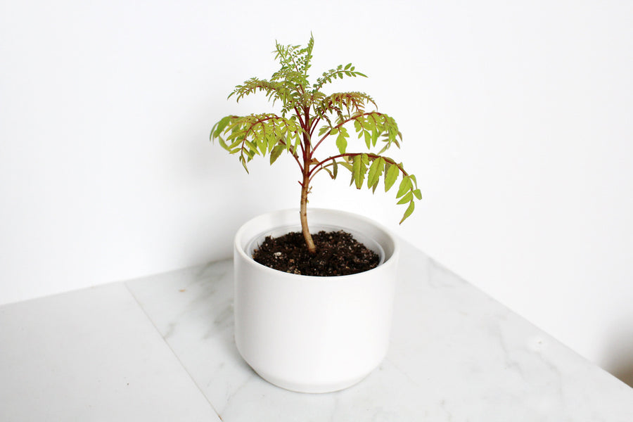 Blue Jacaranda Bonsai Tree Starter Kit – 3