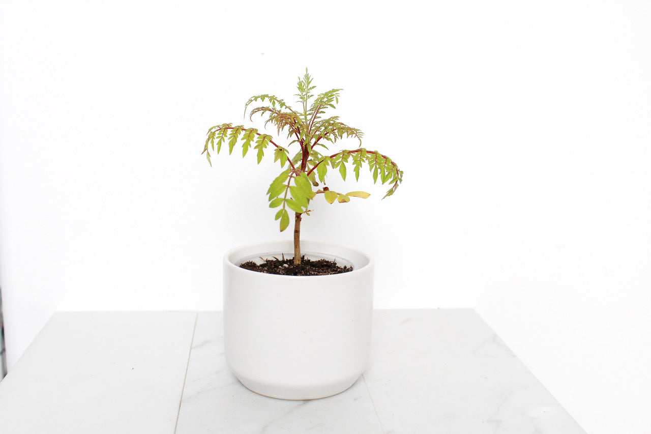 Blue Jacaranda Bonsai Tree Starter Kit – 3" Pot with White Ceramic Planter & Sand Topper