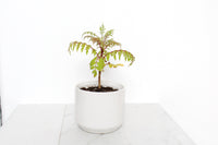Blue Jacaranda Bonsai Tree Starter Kit – 3" Pot with White Ceramic Planter & Sand Topper