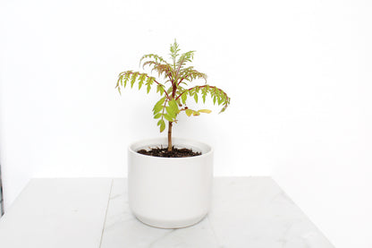 Blue Jacaranda Bonsai Tree Starter Kit – 3" Pot with White Ceramic Planter & Sand Topper