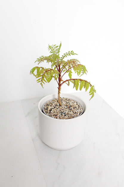 Blue Jacaranda Bonsai Tree Starter Kit – 3" Pot with White Ceramic Planter & Sand Topper