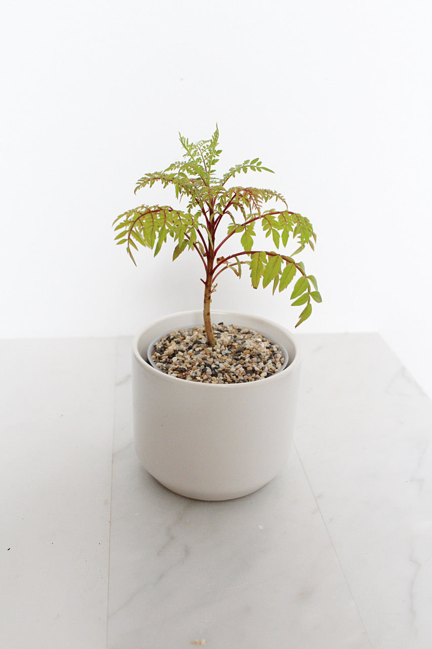 Blue Jacaranda Bonsai Tree Starter Kit – 3" Pot with White Ceramic Planter & Sand Topper