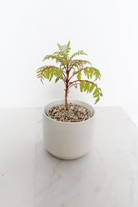 Blue Jacaranda Bonsai Tree Starter Kit – 3" Pot with White Ceramic Planter & Sand Topper
