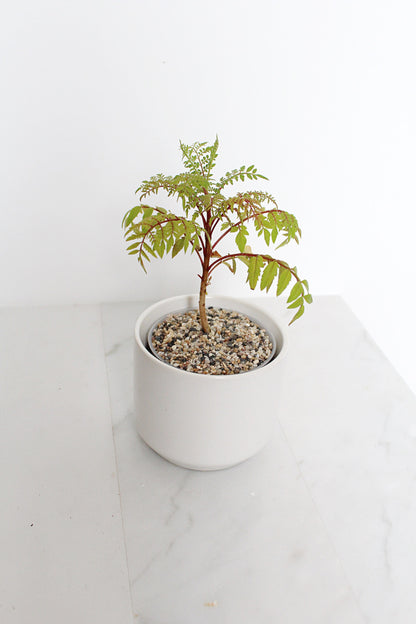 Blue Jacaranda Bonsai Tree Starter Kit – 3" Pot with White Ceramic Planter & Sand Topper