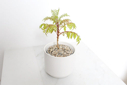 Blue Jacaranda Bonsai Tree Starter Kit – 3" Pot with White Ceramic Planter & Sand Topper
