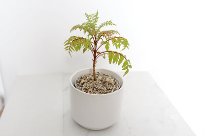 Blue Jacaranda Bonsai Tree Starter Kit – 3" Pot with White Ceramic Planter & Sand Topper