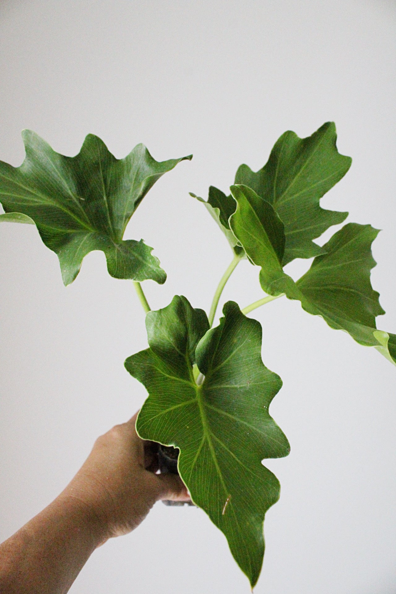 Mini Philodendron Selloum Hope - Live Starter Plant for Indoor & Fairy Gardens