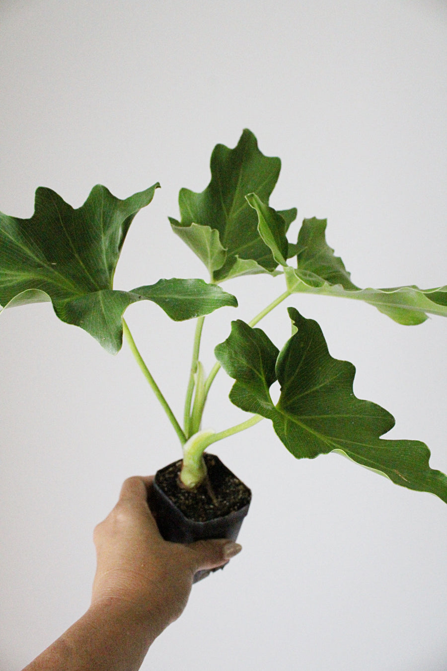 Mini Philodendron Selloum Hope - Live Starter Plant for Indoor & Fairy Gardens