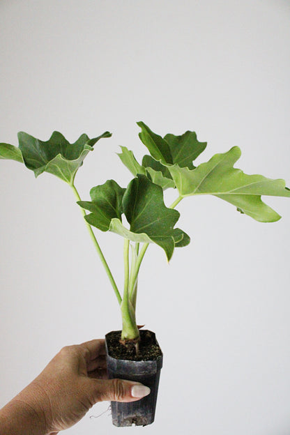 Mini Philodendron Selloum Hope - Live Starter Plant for Indoor & Fairy Gardens