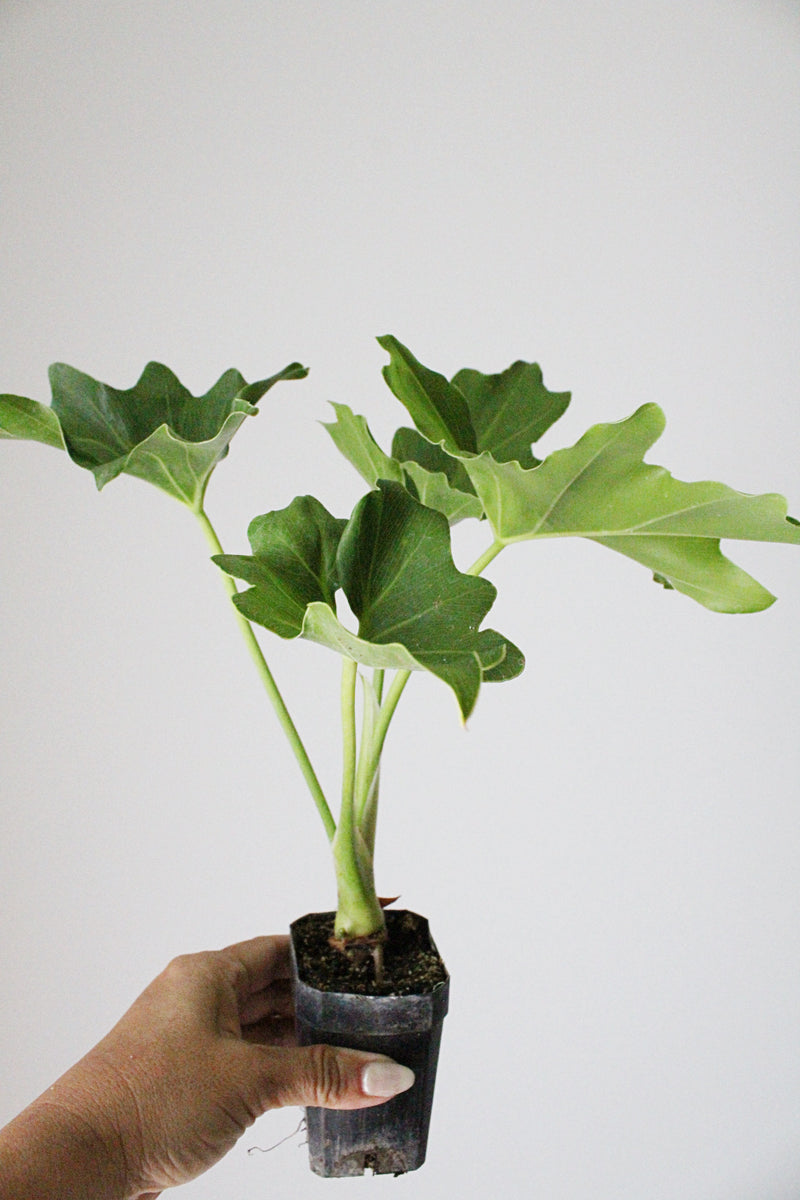 Mini Philodendron Selloum Hope - Live Starter Plant for Indoor