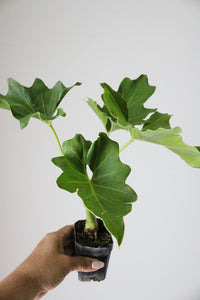 Mini Philodendron Selloum Hope - Live Starter Plant for Indoor