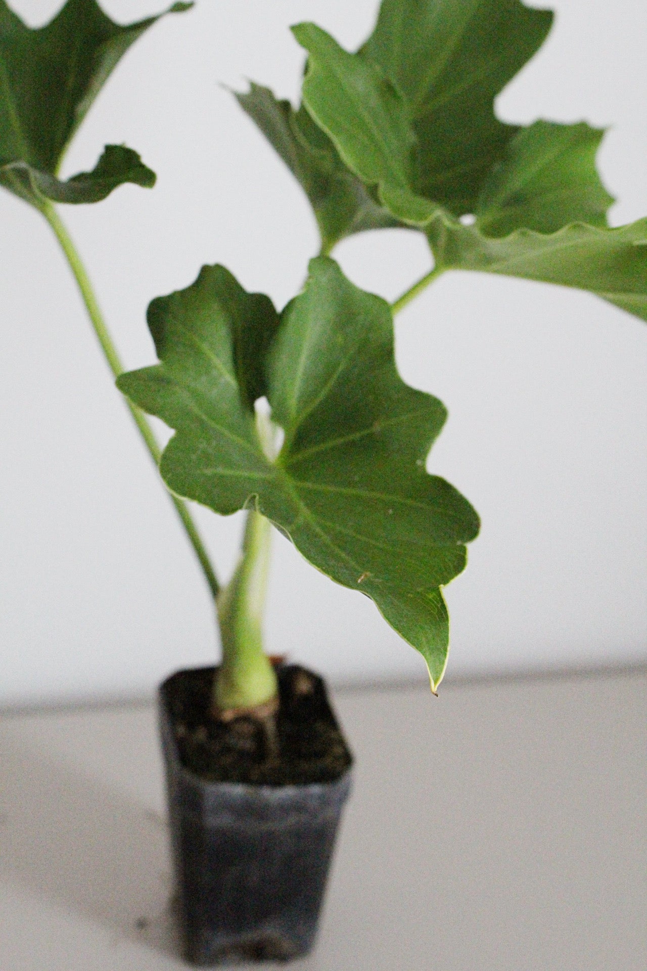 Mini Philodendron Selloum Hope - Live Starter Plant for Indoor & Fairy Gardens