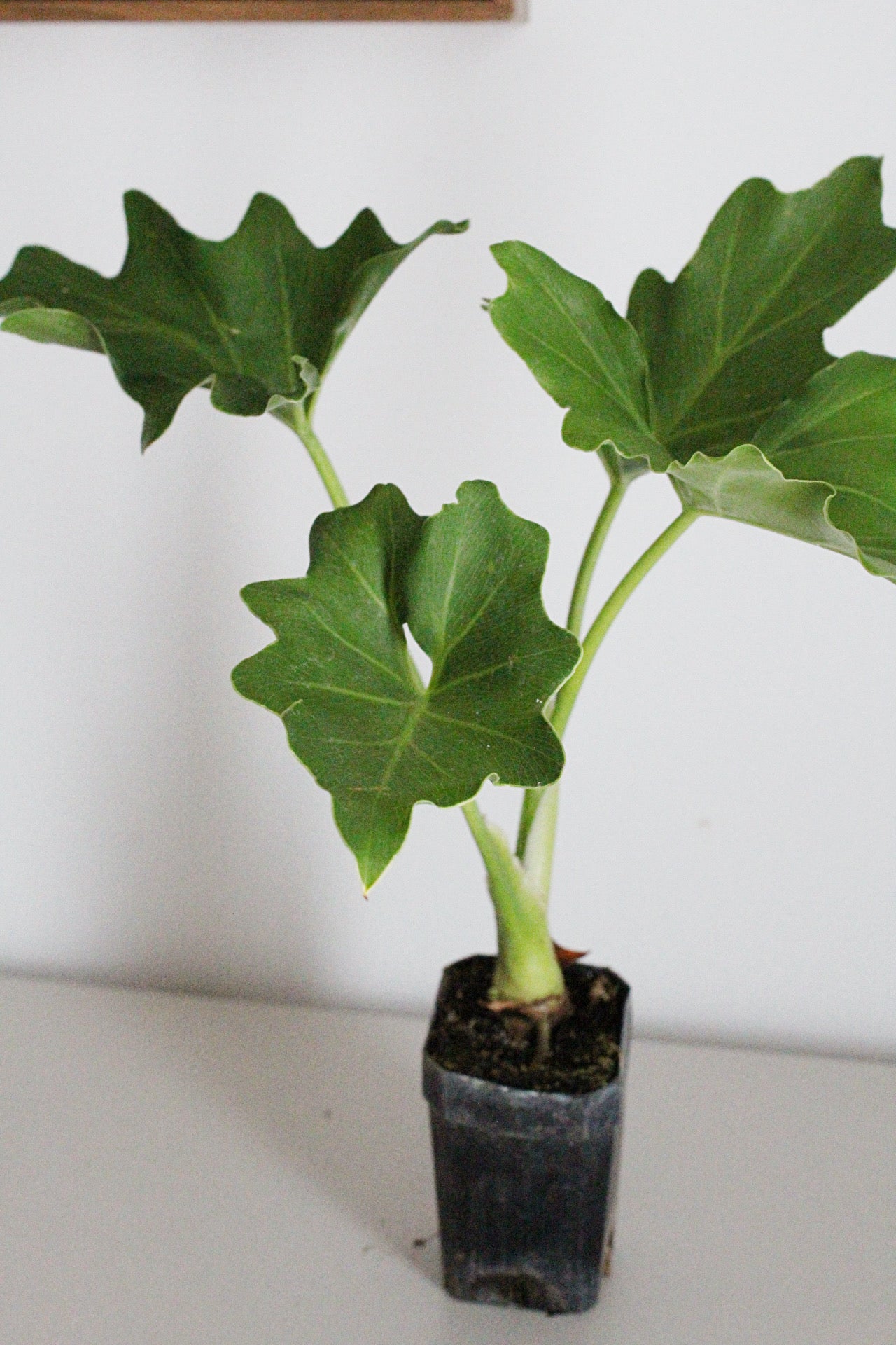 Mini Philodendron Selloum Hope - Live Starter Plant for Indoor & Fairy Gardens