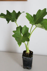 Mini Philodendron Selloum Hope - Live Starter Plant for Indoor