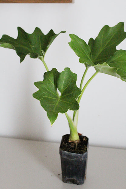 Mini Philodendron Selloum Hope - Live Starter Plant for Indoor & Fairy Gardens