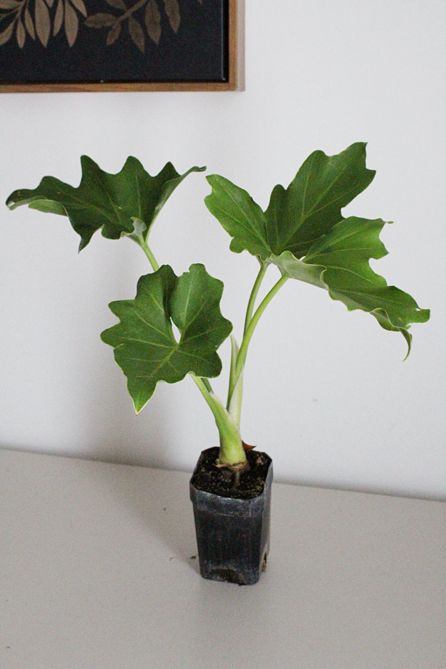 Mini Philodendron Selloum Hope - Live Starter Plant for Indoor & Fairy Gardens