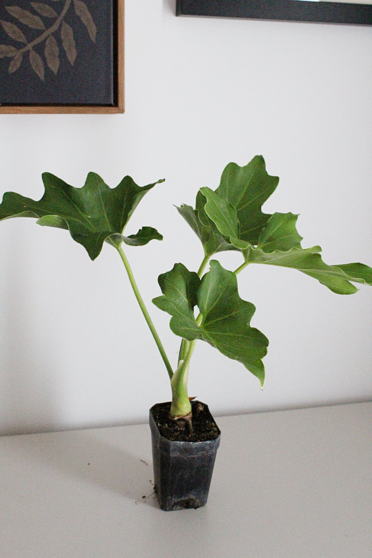 Mini Philodendron Selloum Hope - Live Starter Plant for Indoor & Fairy Gardens