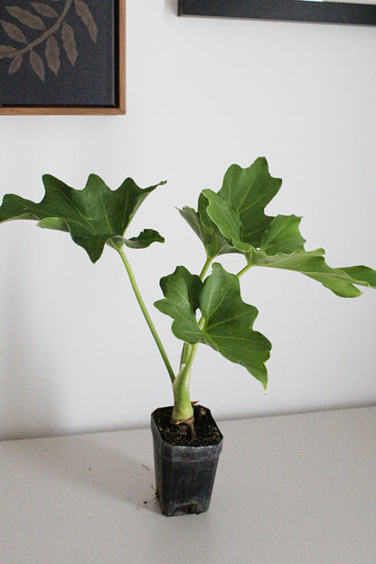Mini Philodendron Selloum Hope - Live Starter Plant for Indoor & Fairy Gardens