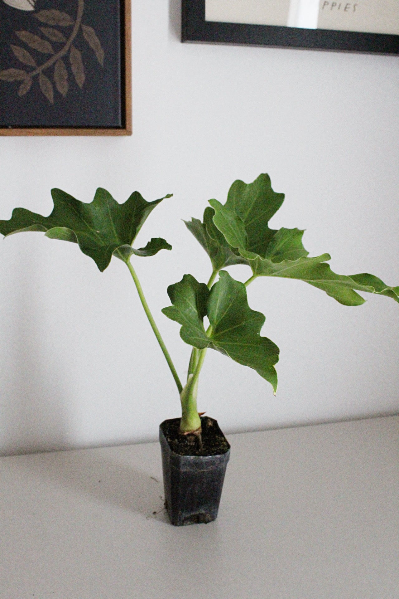 Mini Philodendron Selloum Hope - Live Starter Plant for Indoor & Fairy Gardens