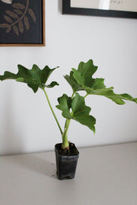 Mini Philodendron Selloum Hope - Live Starter Plant for Indoor