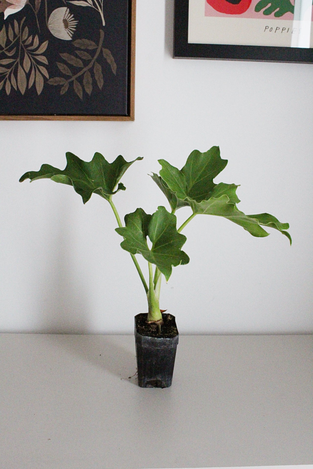 Mini Philodendron Selloum Hope - Live Starter Plant for Indoor & Fairy Gardens