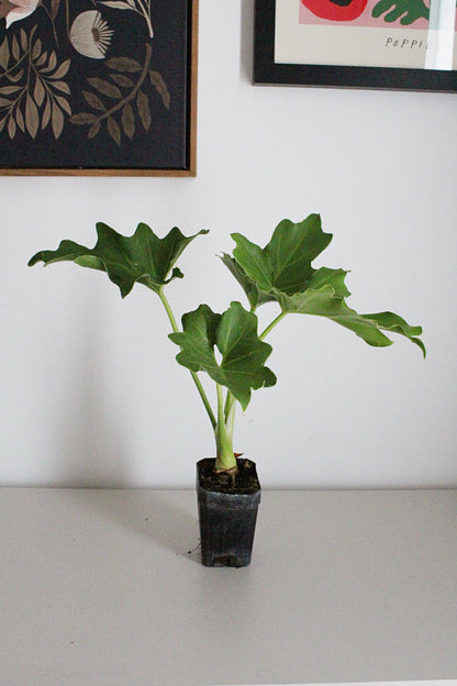 Mini Philodendron Selloum Hope - Live Starter Plant for Indoor & Fairy Gardens