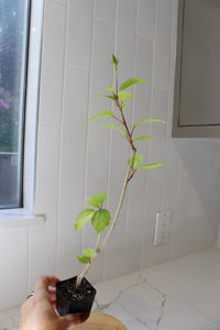 Tropical Hibiscus Lipstick Pink – Live Starter Plant for Garden