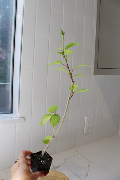 Tropical Hibiscus Lipstick Pink – Live Starter Plant for Garden