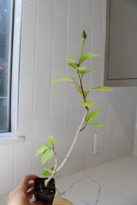 Tropical Hibiscus Lipstick Pink – Live Starter Plant for Garden