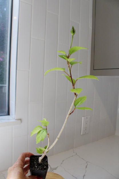 Tropical Hibiscus Lipstick Pink – Live Starter Plant for Garden