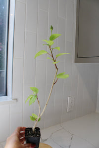 Tropical Hibiscus Lipstick Pink – Live Starter Plant for Garden