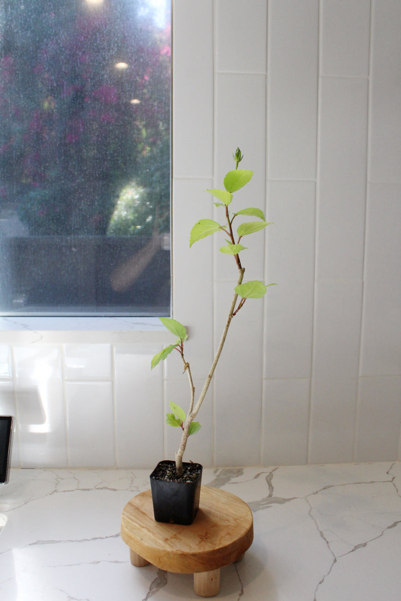 Tropical Hibiscus Lipstick Pink – Live Starter Plant for Garden