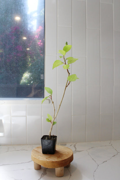 Tropical Hibiscus Lipstick Pink – Live Starter Plant for Garden