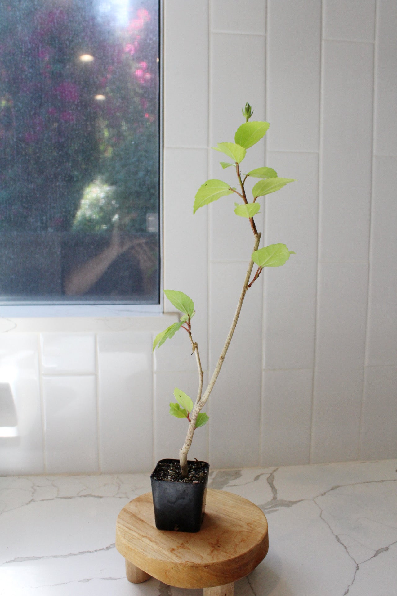 Tropical Hibiscus Lipstick Pink – Live Starter Plant for Garden