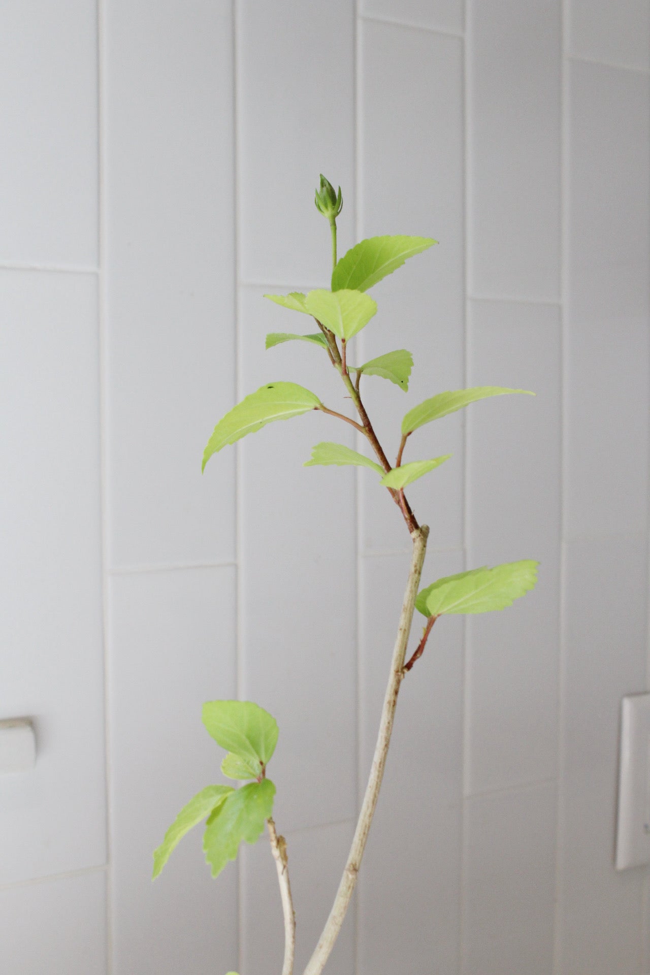 Tropical Hibiscus Lipstick Pink – Live Starter Plant for Garden