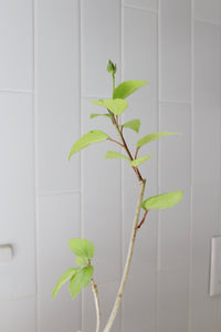 Tropical Hibiscus Lipstick Pink – Live Starter Plant for Garden