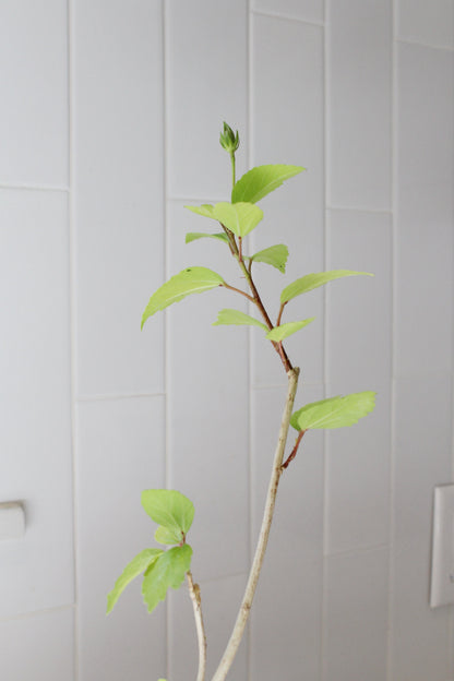 Tropical Hibiscus Lipstick Pink – Live Starter Plant for Garden