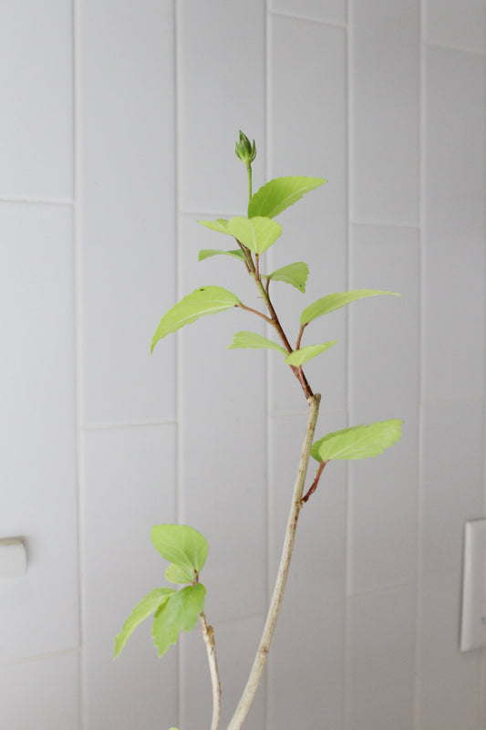 Tropical Hibiscus Lipstick Pink – Live Starter Plant for Garden